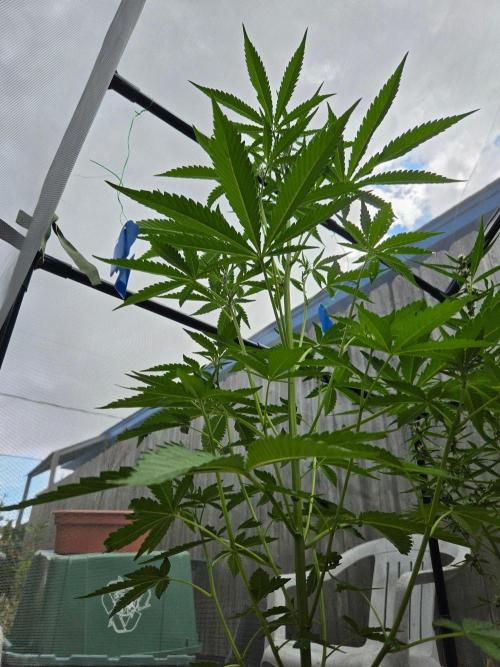 LSD-Zamnesia. Week 7