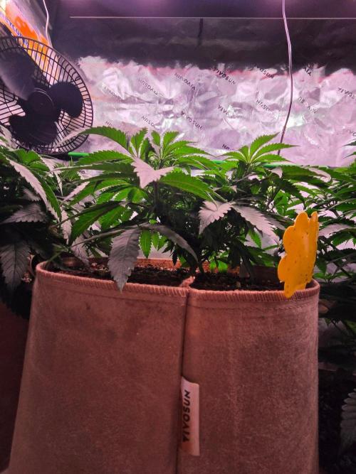Gorilla Cookies FF-Fastbuds. Week 7