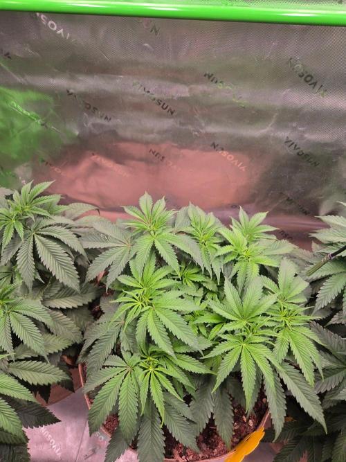 Gorilla Cookies FF-Fastbuds. Week 7
