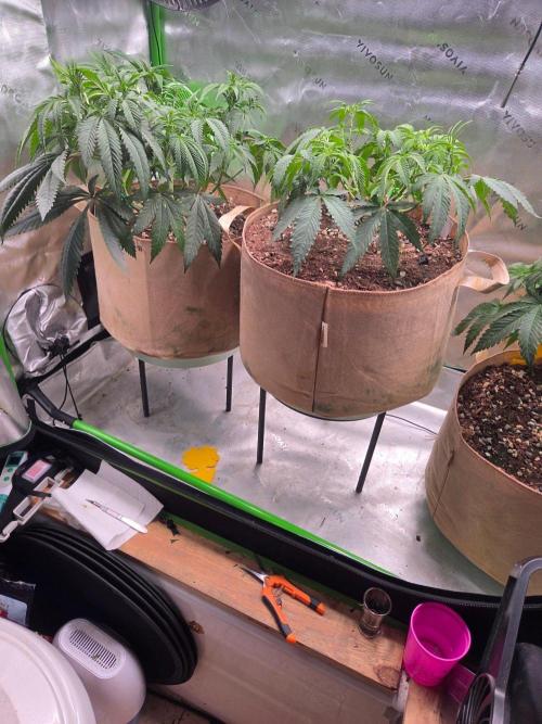 Gorilla Cookies FF-Fastbuds. Week 7
