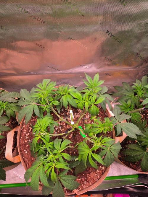 Gorilla Cookies FF-Fastbuds. Week 7