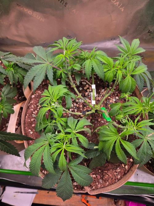 Gorilla Cookies FF-Fastbuds. Week 7