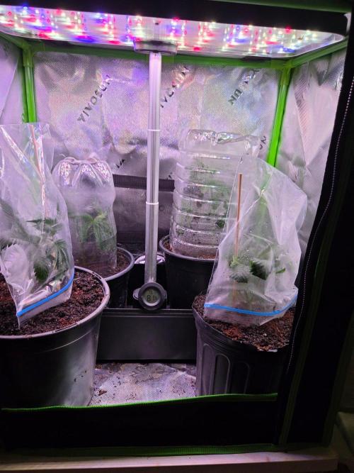 Gorilla Cookies FF-Fastbuds. Week 7