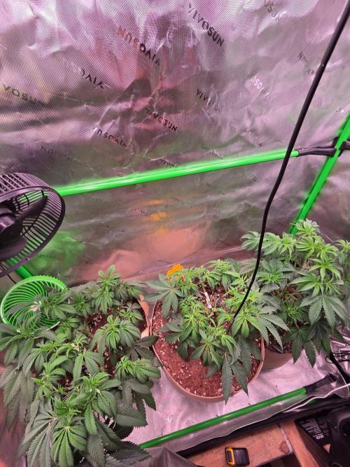 Gorilla Cookies FF-Fastbuds. Week 7