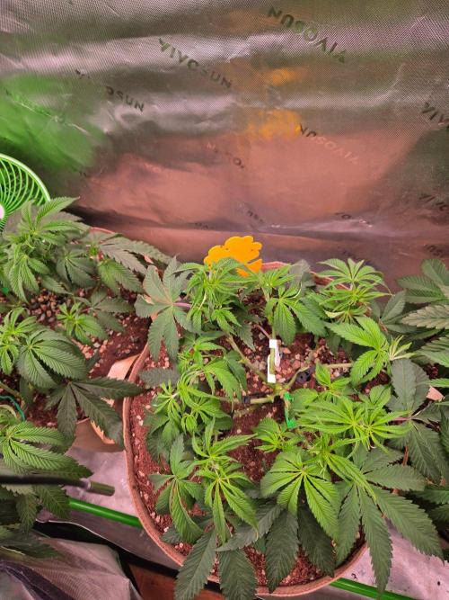 Gorilla Cookies FF-Fastbuds. Week 7