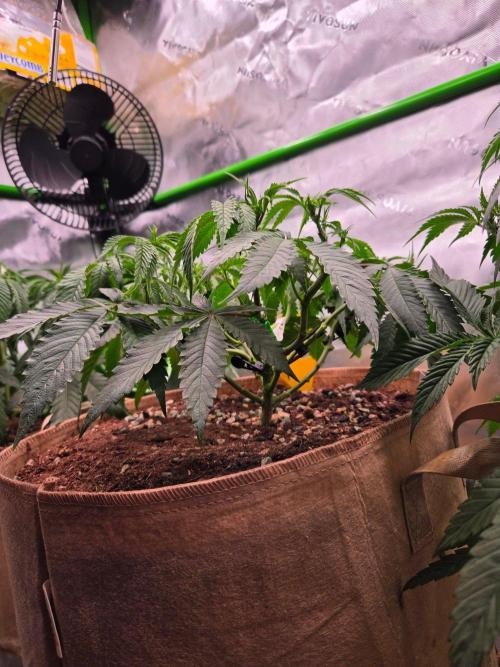 Gorilla Cookies FF-Fastbuds. Week 7