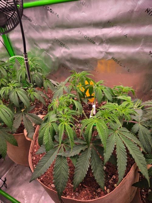 Gorilla Cookies FF-Fastbuds. Week 7