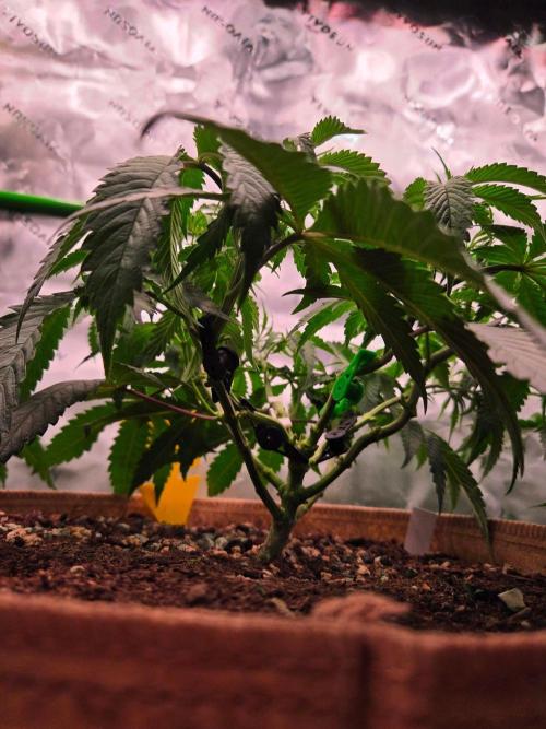 Gorilla Cookies FF-Fastbuds. Week 7