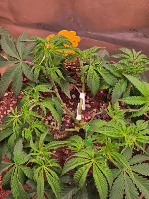 Gorilla Cookies FF-Fastbuds. Week 7
