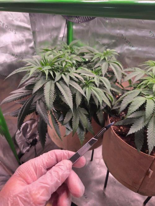 Zkittles X Chama!-Ethos. Week 7