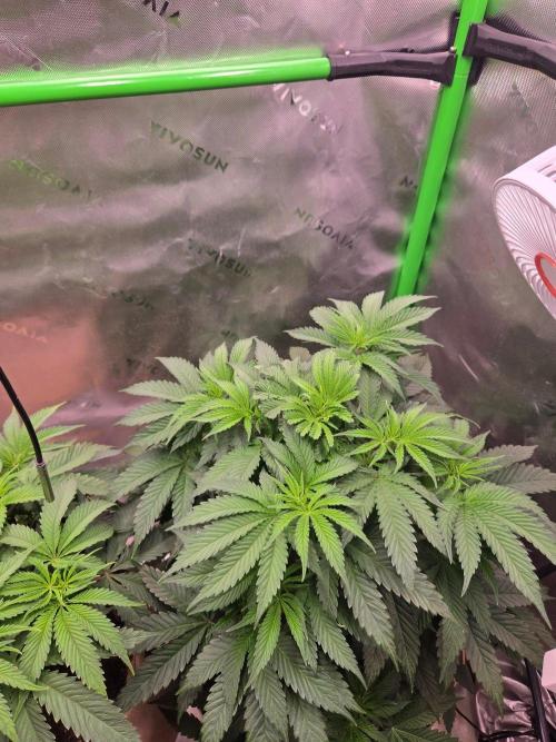 Zkittles X Chama!-Ethos. Week 7