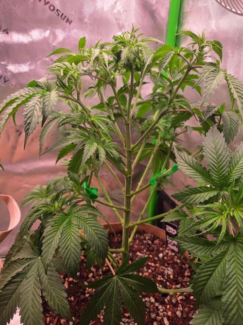 Zkittles X Chama!-Ethos. Week 7