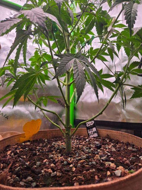 Zkittles X Chama!-Ethos. Week 7