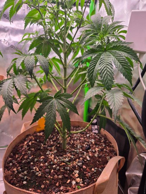 Zkittles X Chama!-Ethos. Week 7