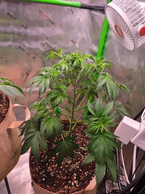 Zkittles X Chama!-Ethos. Week 7