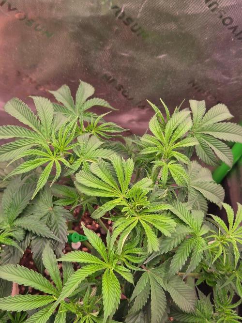 Zkittles X Chama!-Ethos. Week 7