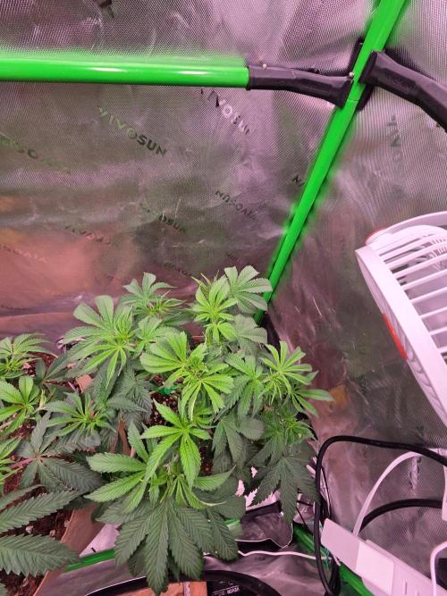 Zkittles X Chama!-Ethos. Week 7