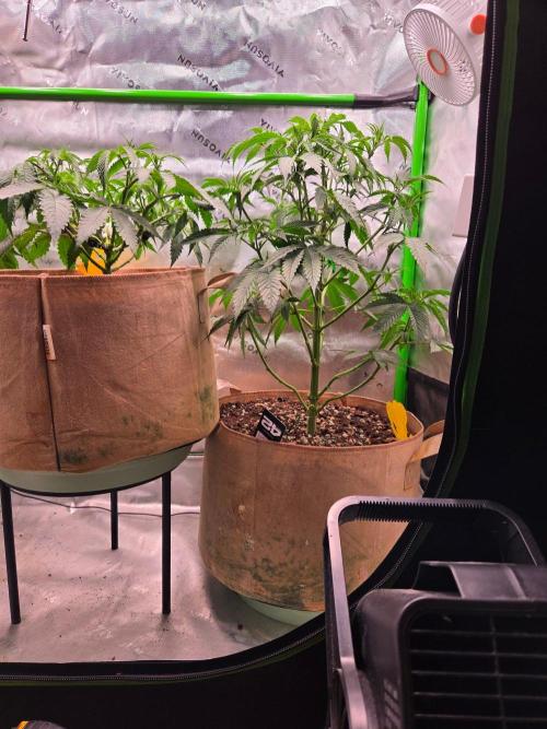 Zkittles X Chama!-Ethos. Week 7