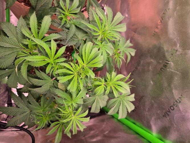Zkittles X Chama!-Ethos. Week 7