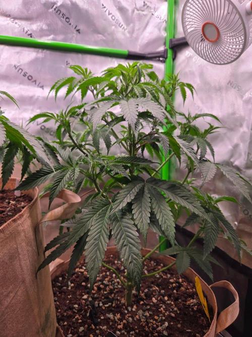 Zkittles X Chama!-Ethos. Week 7