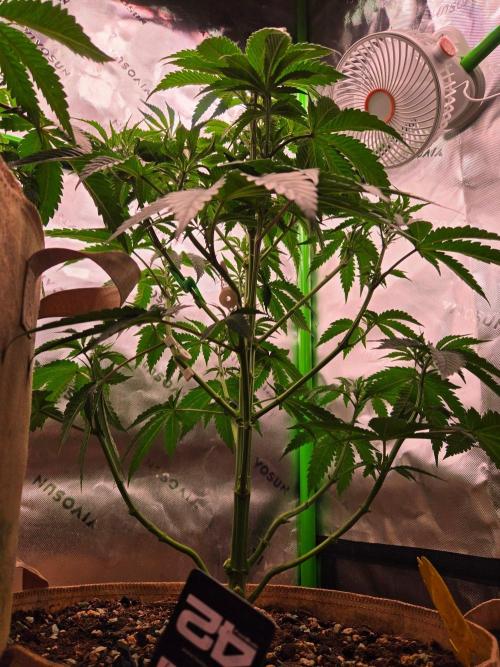 Zkittles X Chama!-Ethos. Week 7