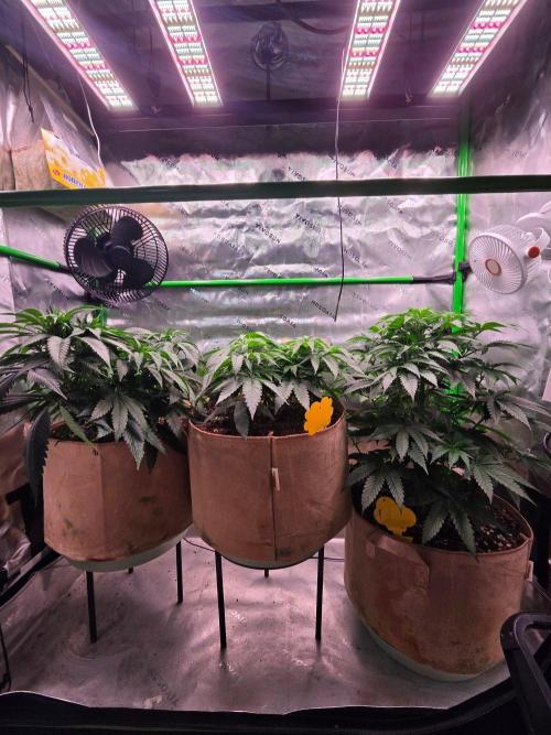 Sour G R1-Ethos. Week 7