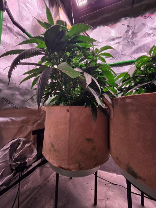 Sour G R1-Ethos. Week 7