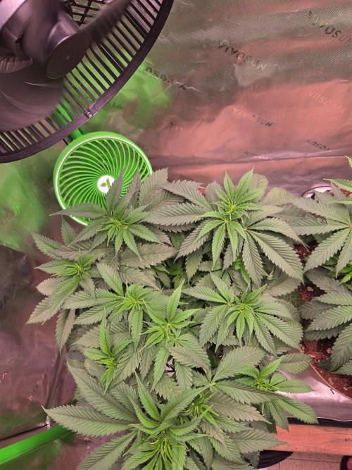 Sour G R1-Ethos. Week 7