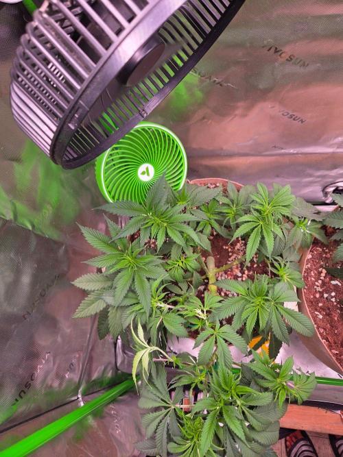 Sour G R1-Ethos. Week 7