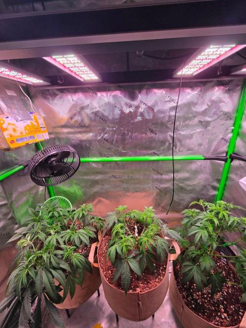 Sour G R1-Ethos. Week 7