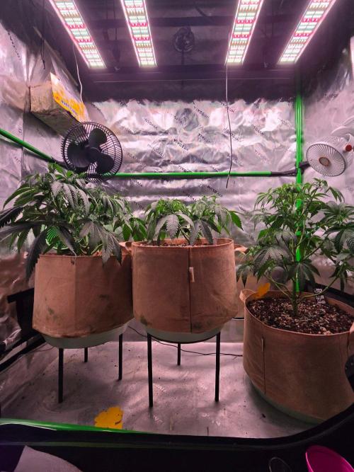 Sour G R1-Ethos. Week 7