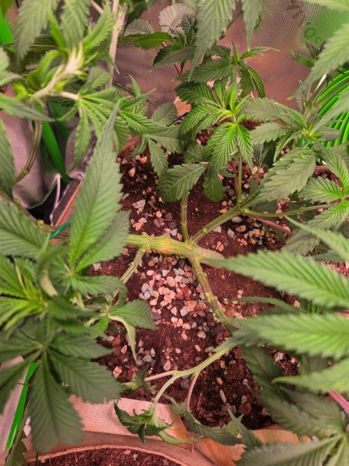 Sour G R1-Ethos. Week 7