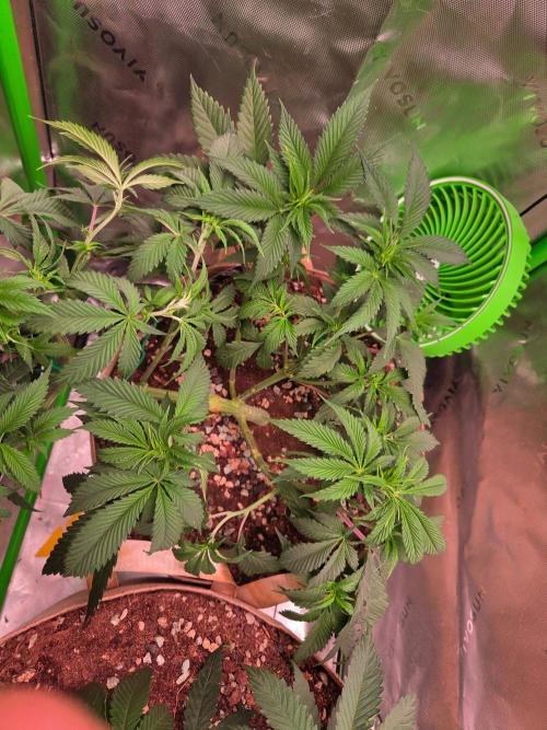 Sour G R1-Ethos. Week 7