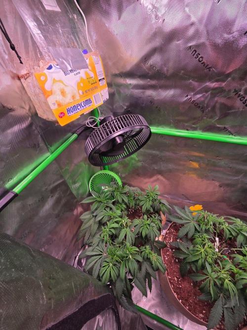 Sour G R1-Ethos. Week 7