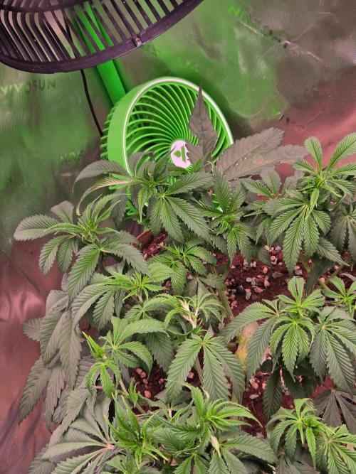 Sour G R1-Ethos. Week 7