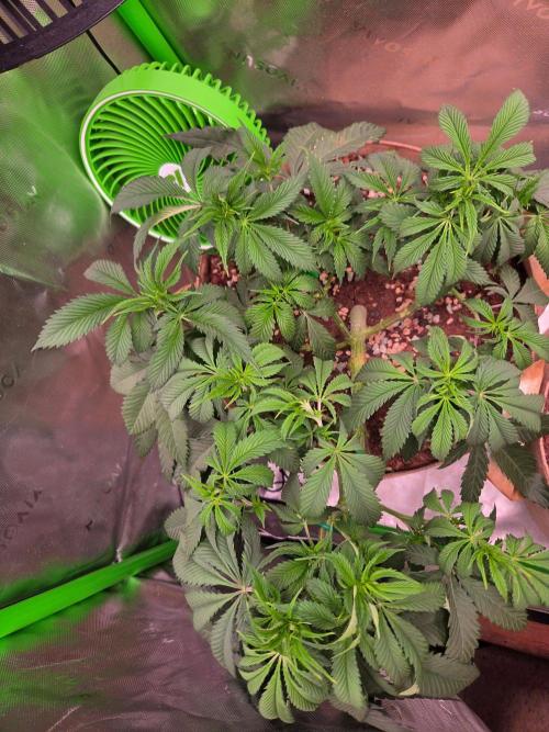 Sour G R1-Ethos. Week 7