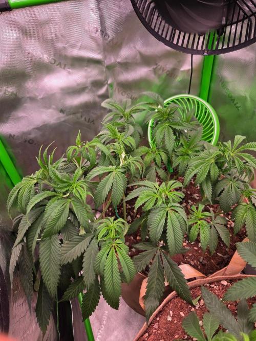 Sour G R1-Ethos. Week 7