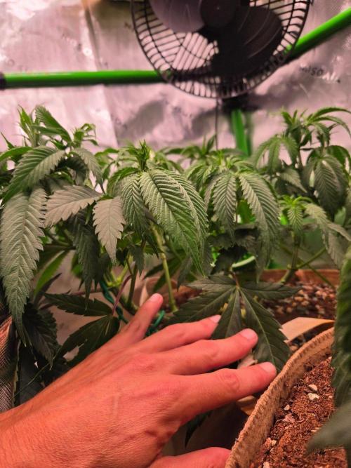 Sour G R1-Ethos. Week 7