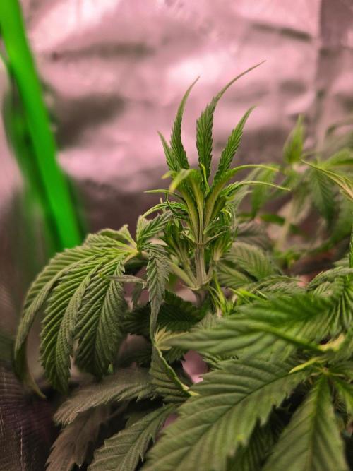 Sour G R1-Ethos. Week 7
