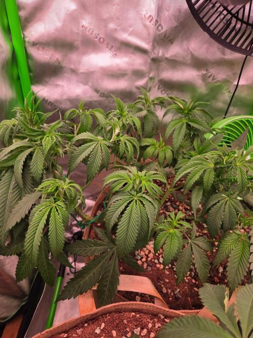 Sour G R1-Ethos. Week 7
