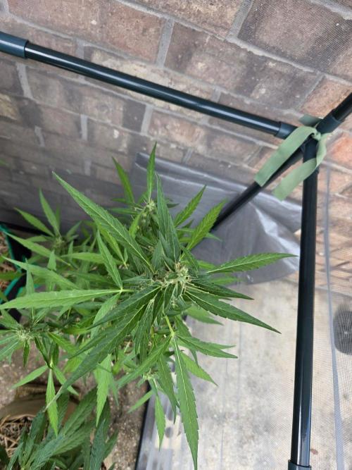 Wurlz F1-Zamnesia. Week 8