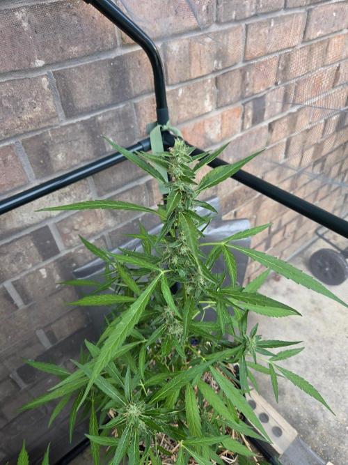 Wurlz F1-Zamnesia. Week 8