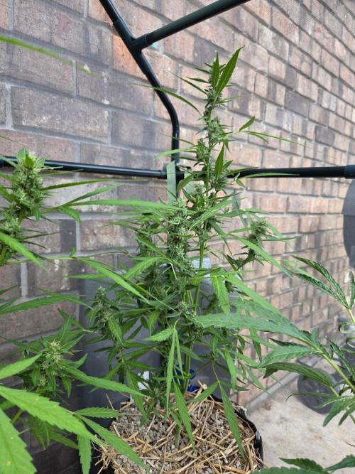 Wurlz F1-Zamnesia. Week 8
