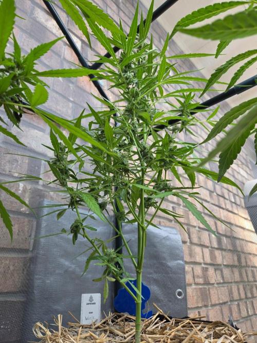 Wurlz F1-Zamnesia. Week 8