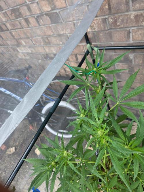 LSD-Zamnesia. Week 8