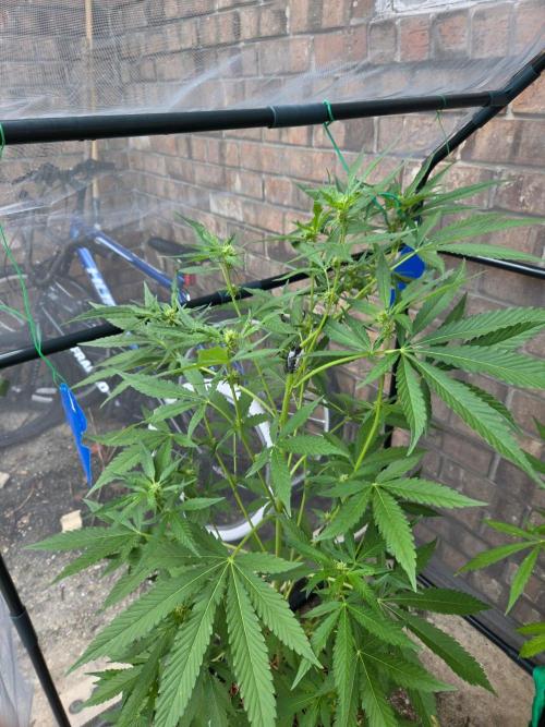 LSD-Zamnesia. Week 8