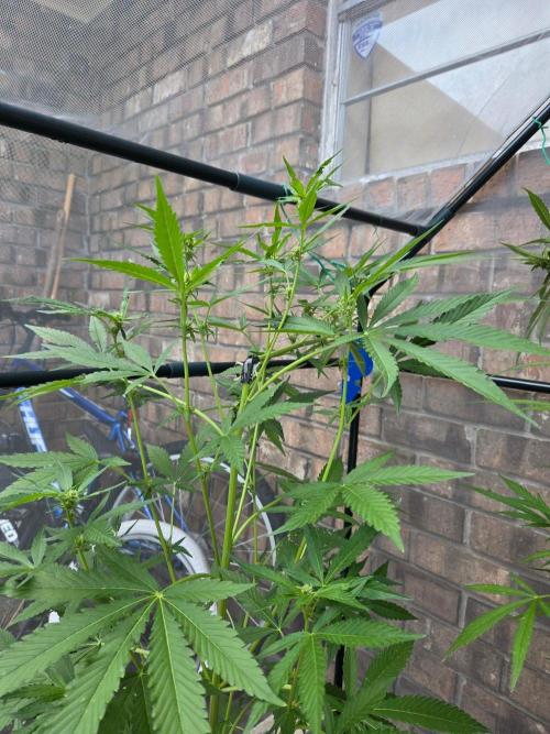 LSD-Zamnesia. Week 8