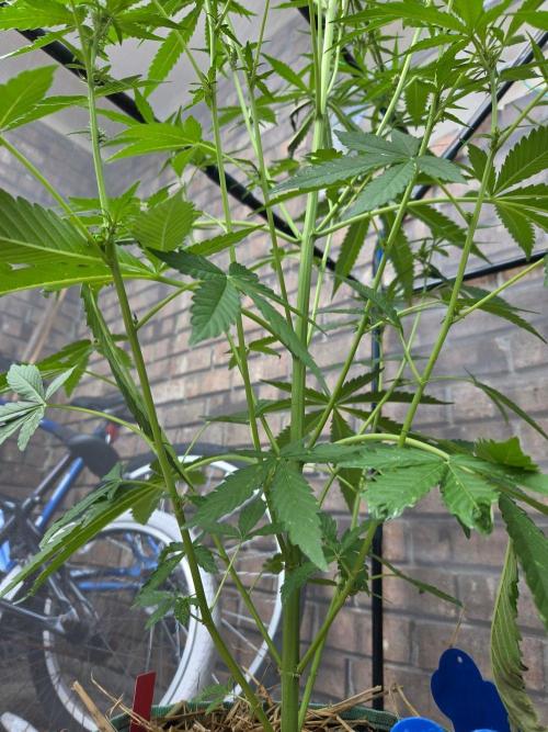 LSD-Zamnesia. Week 8