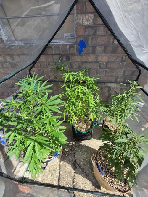 LSD-Zamnesia. Week 8