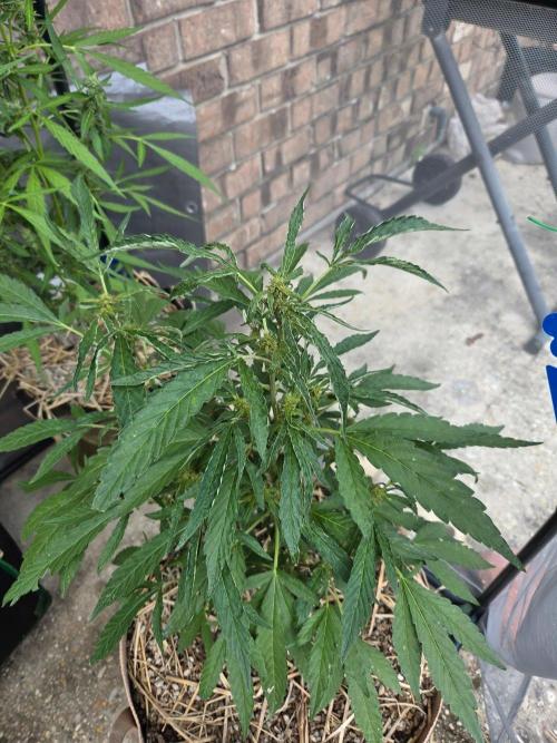 Z42#1 clone-Fastbuds. Week 7